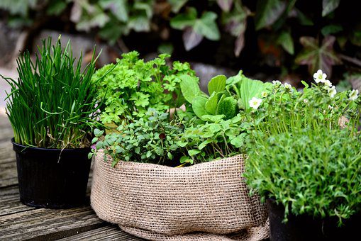 Benefícios das ervas aromáticas