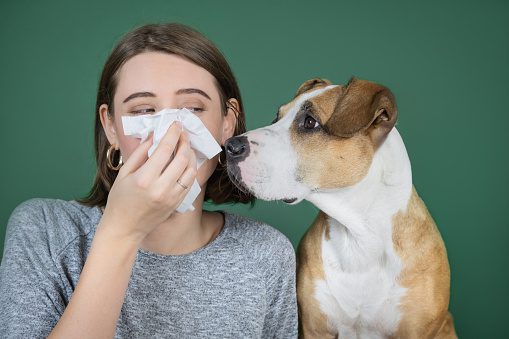 Alergia a animais