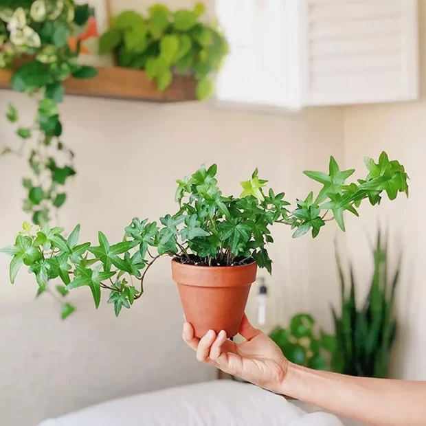 As melhores plantas para purificar o ar