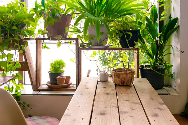 Cultivar plantas em pequenos espaços