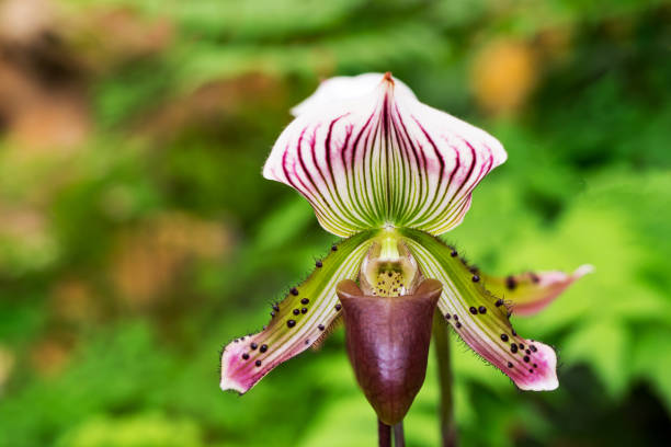 Orquídeas raras: um mundo de cores e formas a descobrir