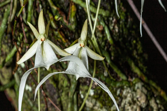 Orquídeas raras: um mundo de cores e formas a descobrir