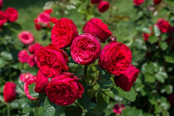 Plantar roseiras: um guia prático